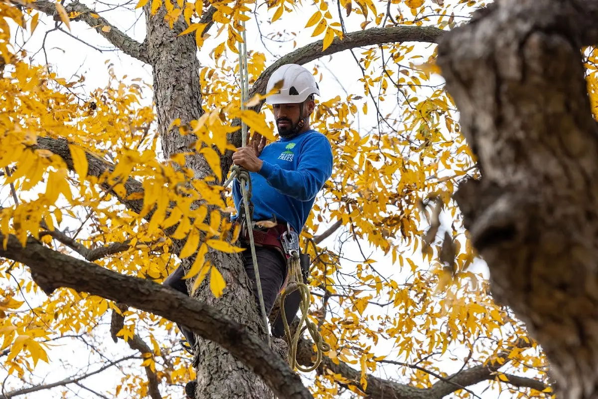 Skilled Tree Pruning crew working in Council